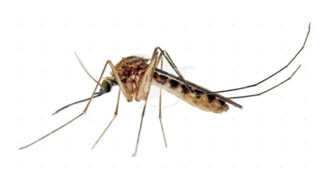 RCPH - Zika Virus